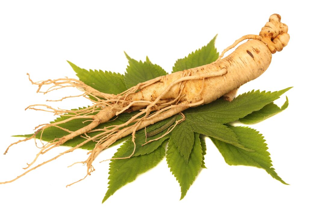 ginseng u Big Size