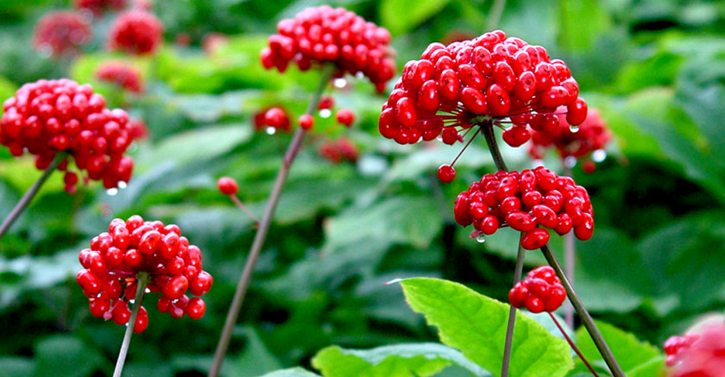 ginseng za povećanje penisa