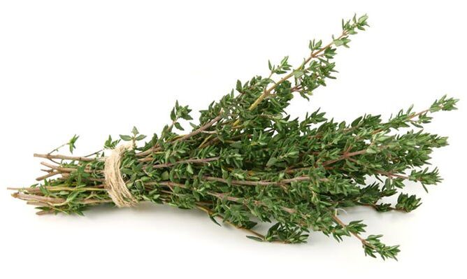 majčina dušica za povećanje penisa